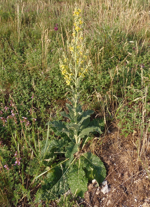 Изображение особи Verbascum lychnitis.