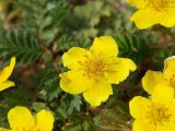 Potentilla anserina. Цветки. Санкт-Петербург, пустырь. 2 июня 2009 г.