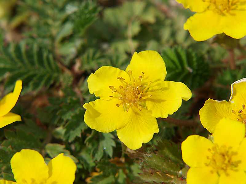 Image of Potentilla anserina specimen.