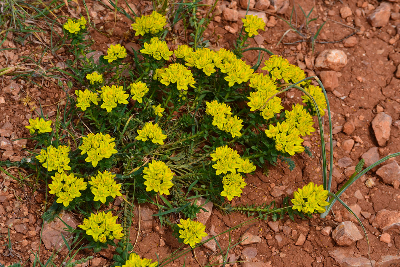 Image of Haplophyllum suaveolens specimen.