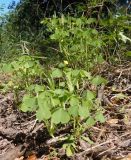 Oxalis stricta. Цветущее и плодоносящее растение. Украина, г. Одесса, Аркадия, возле Тропы здоровья, под деревьями. 20.06.2013.