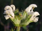 Salvia aethiopis. Соцветие. Краснодарский край, окр. г. Крымск, остепнённый луг на склоне горы. 17.07.2013.