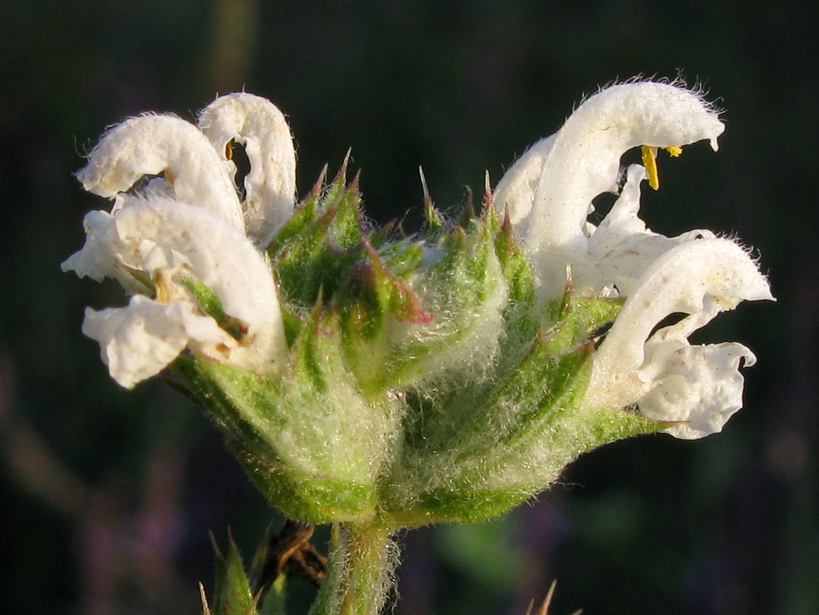 Изображение особи Salvia aethiopis.