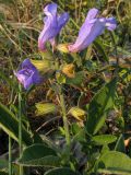 Salvia ringens