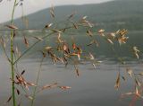 Image of taxon representative. Author is Николай Степанов