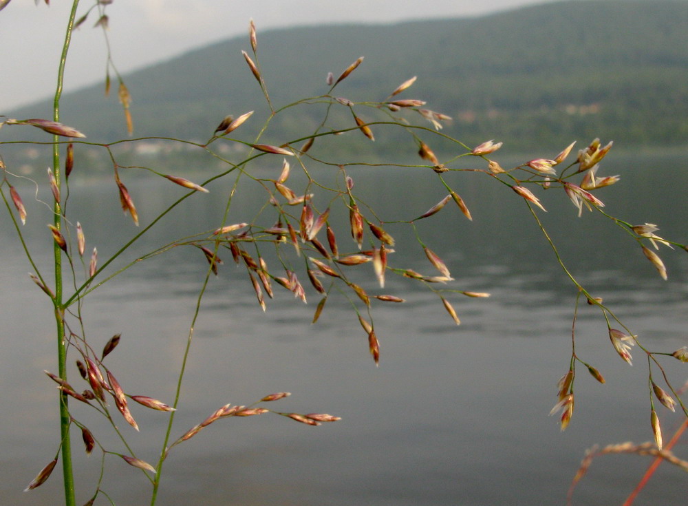 Изображение особи Deschampsia kaschinae.