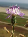 Centaurea odessana. Соцветие. Краснодарский край, м/о Анапа, окр. станицы Благовещенская, степь на берегу Витязевского лимана. 16.08.2013.