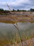 Echinochloa crus-galli