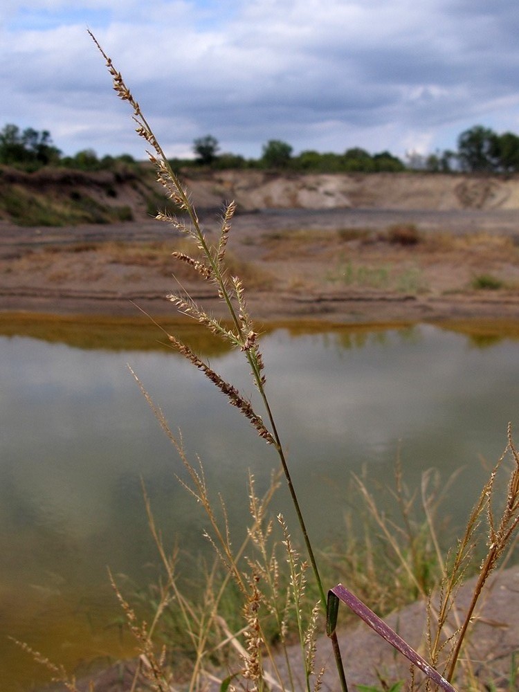 Image of Echinochloa crus-galli specimen.