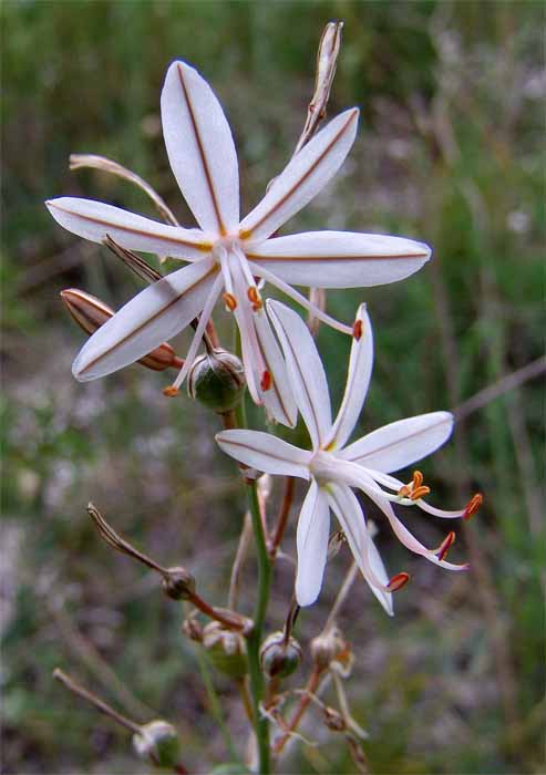 Изображение особи Asphodeline tenuior.