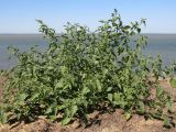 Solanum nigrum. Цветущее и плодоносящее растение. Краснодарский край, м/о Анапа, окр. ст. Благовещенская, Кизилташский лиман, на берегу. 19.08.2013.