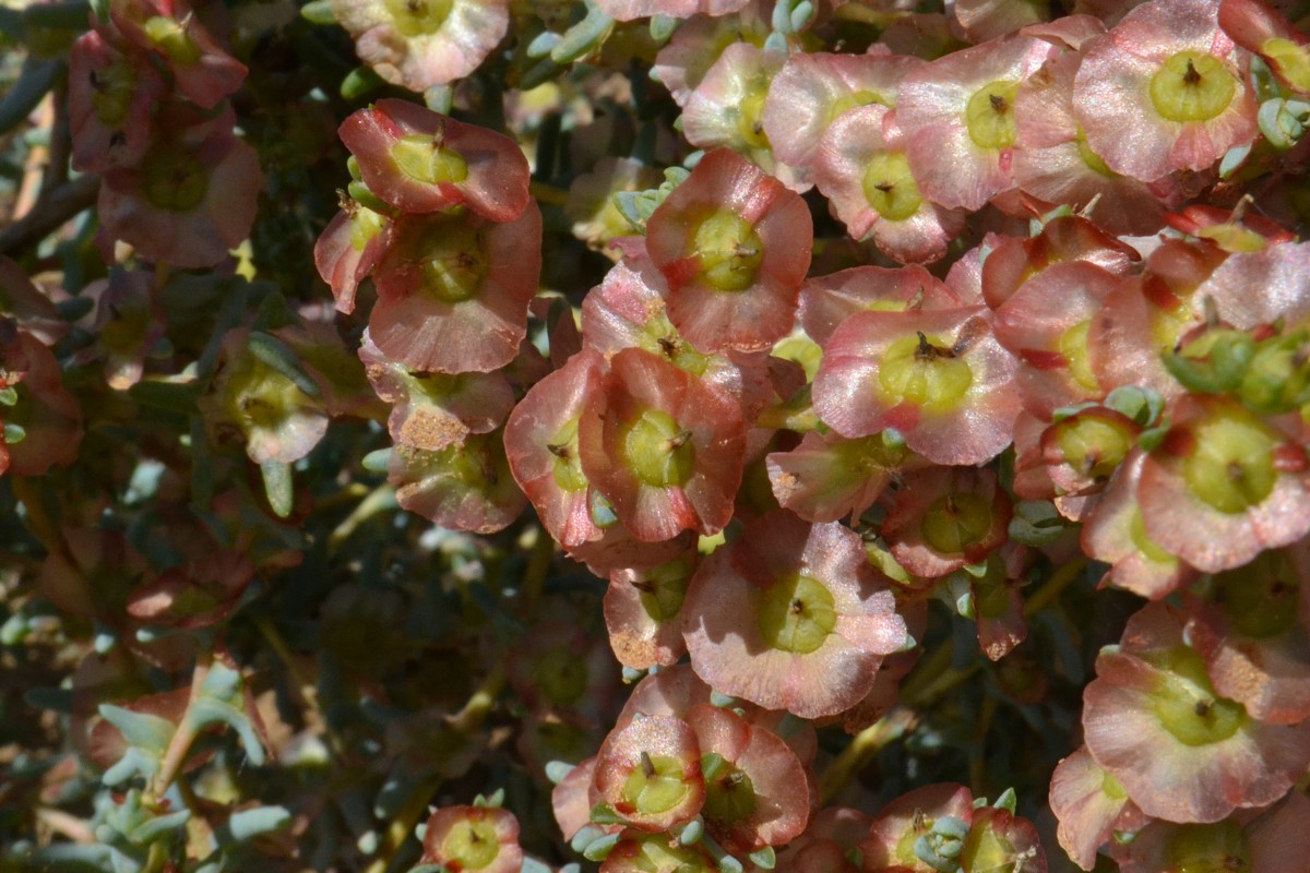 Image of Salsola acutifolia specimen.