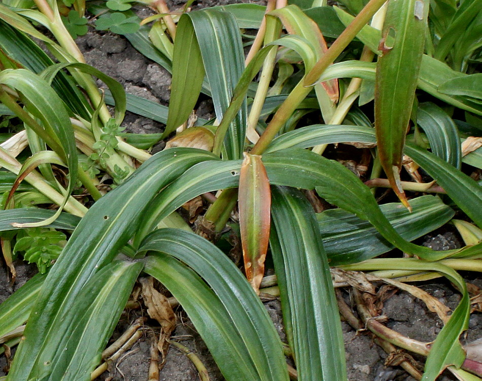 Image of Gentiana walujewii specimen.
