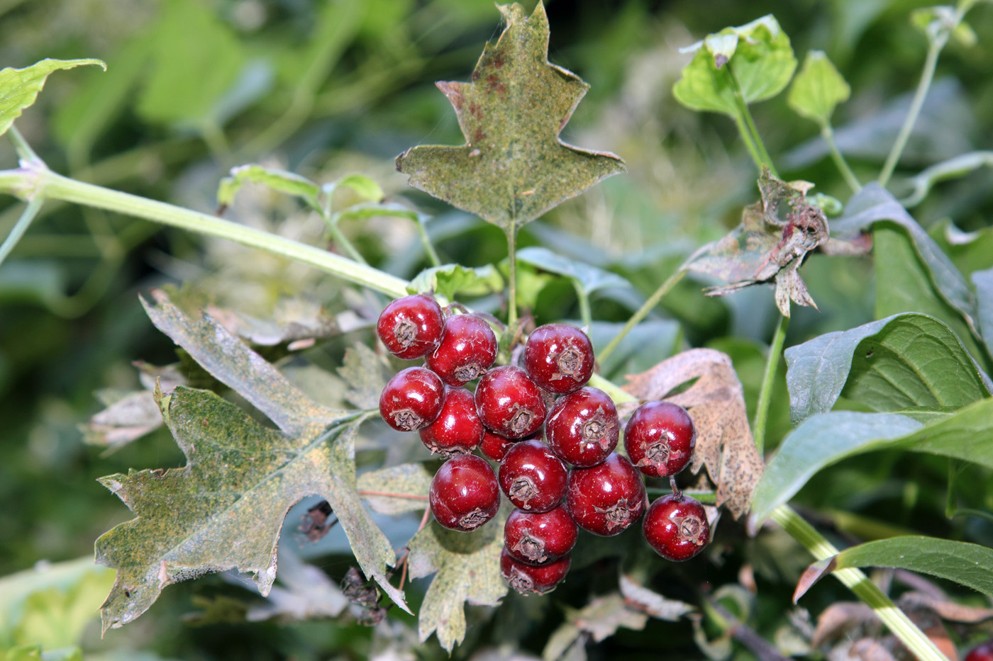 Изображение особи Crataegus pseudoambigua.