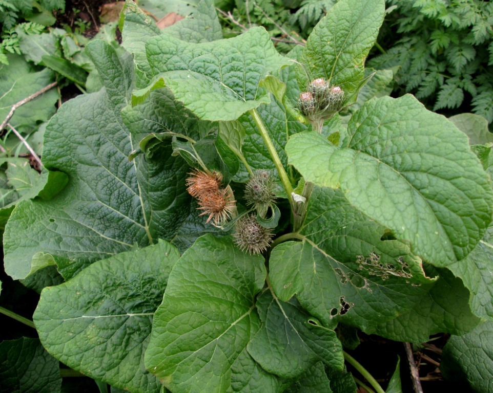 Image of Arctium &times; mixtum specimen.