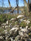 Phlomis pungens