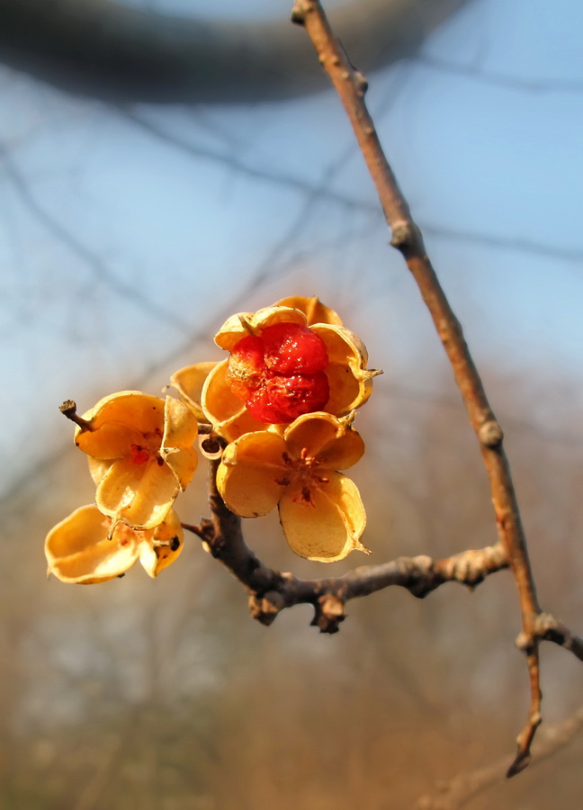 Изображение особи Celastrus flagellaris.