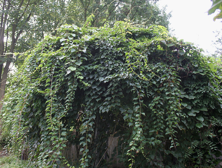 Изображение особи Actinidia arguta.