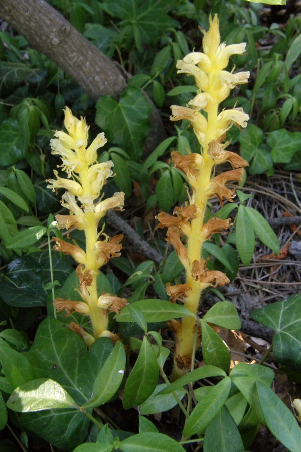 Изображение особи Orobanche hederae.