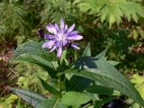 Lactuca sibirica