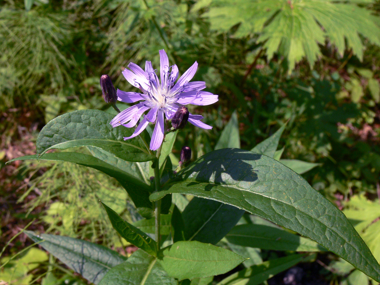 Image of Lactuca sibirica specimen.