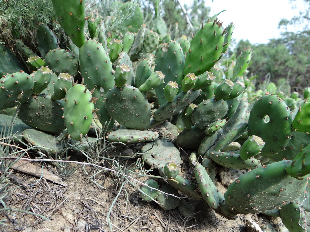 Image of Opuntia humifusa specimen.