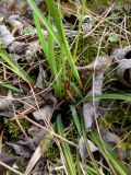 Carex digitata