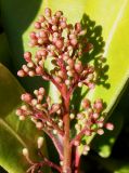 Skimmia japonica