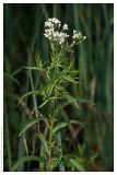 Achillea cartilaginea