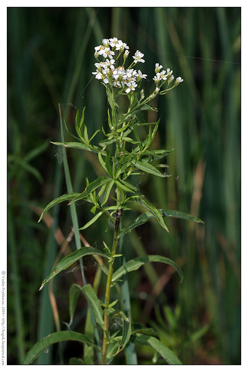 Image of Achillea cartilaginea specimen.
