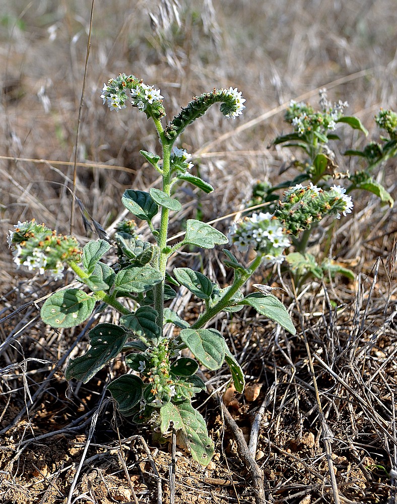 Изображение особи Heliotropium ellipticum.