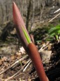 Polygonatum glaberrimum