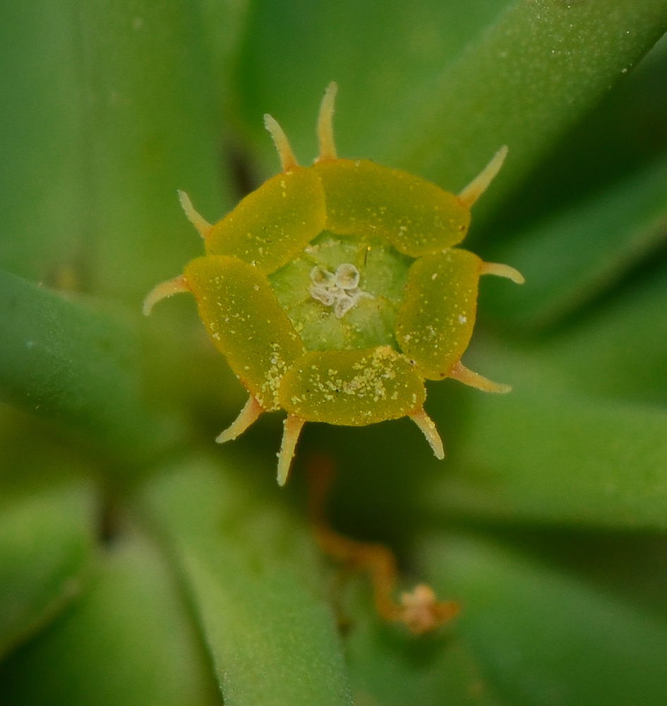 Image of Euphorbia terracina specimen.