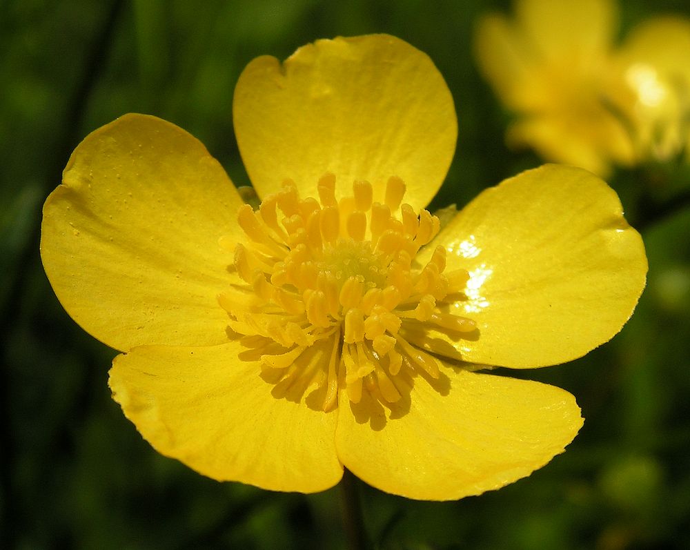 Image of genus Ranunculus specimen.