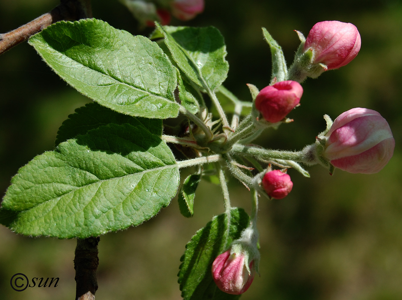 Изображение особи Malus domestica.