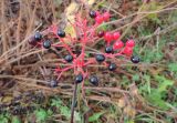 Viburnum furcatum