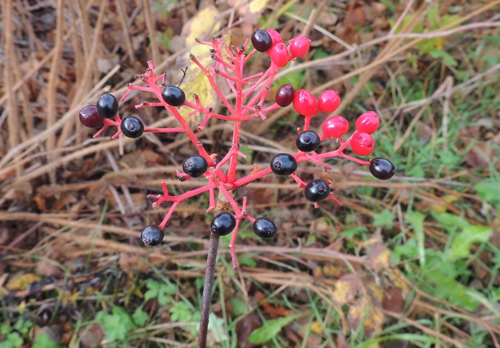 Image of Viburnum furcatum specimen.