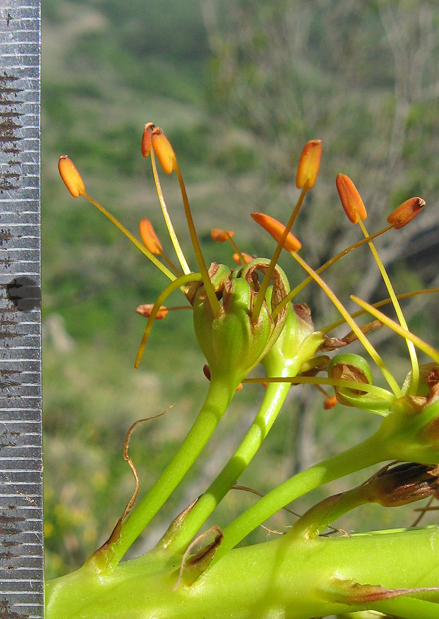Image of Eremurus jungei specimen.