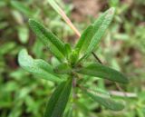 Image of taxon representative. Author is Андрей Хохлов