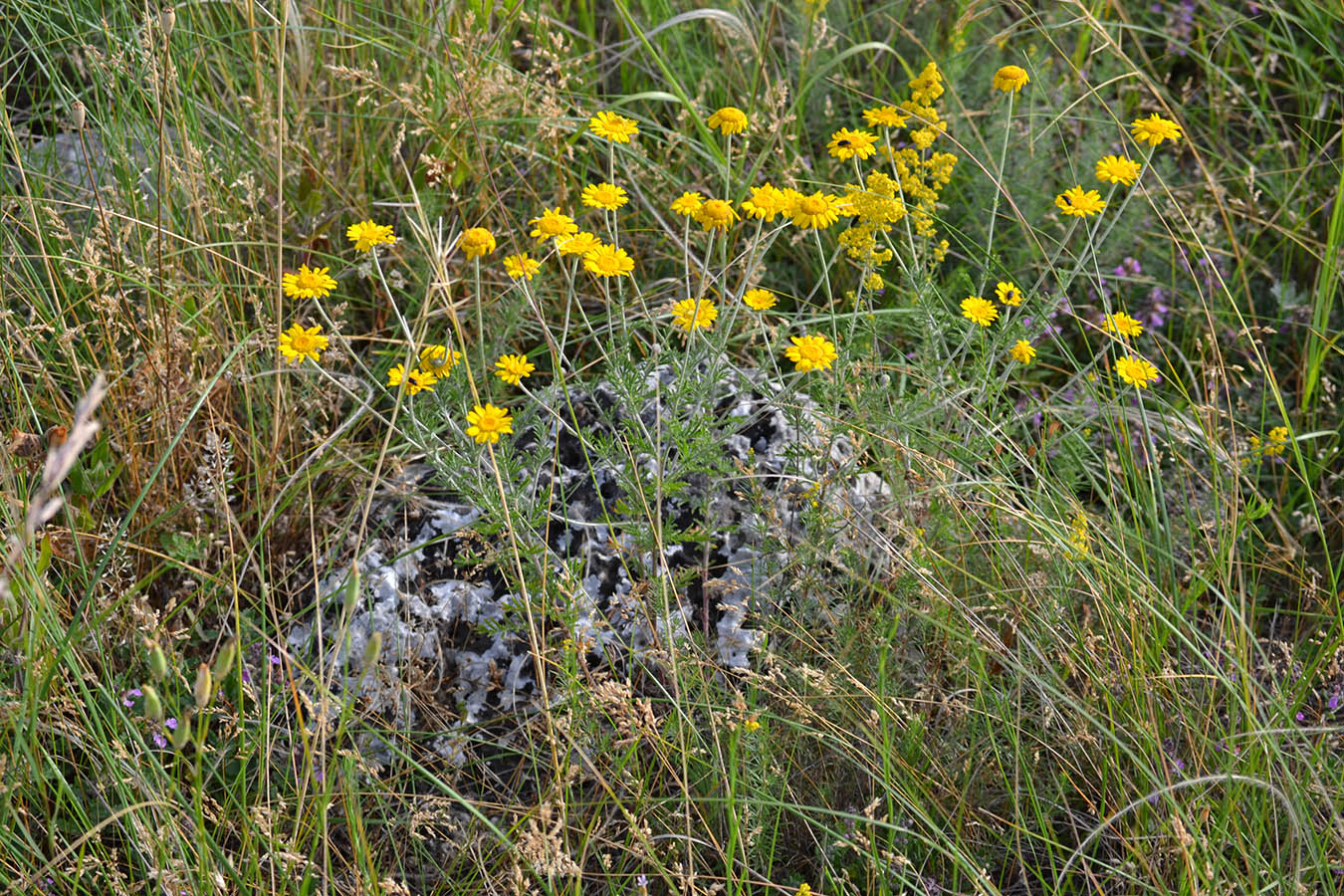 Изображение особи Anthemis tinctoria.