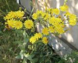 genus Crepis. Верхушка цветущего растения с кормящимися мухами-журчалками. Крым, Симферопольский р-н, пос. Белое (дачные участки). 08.06.2014.