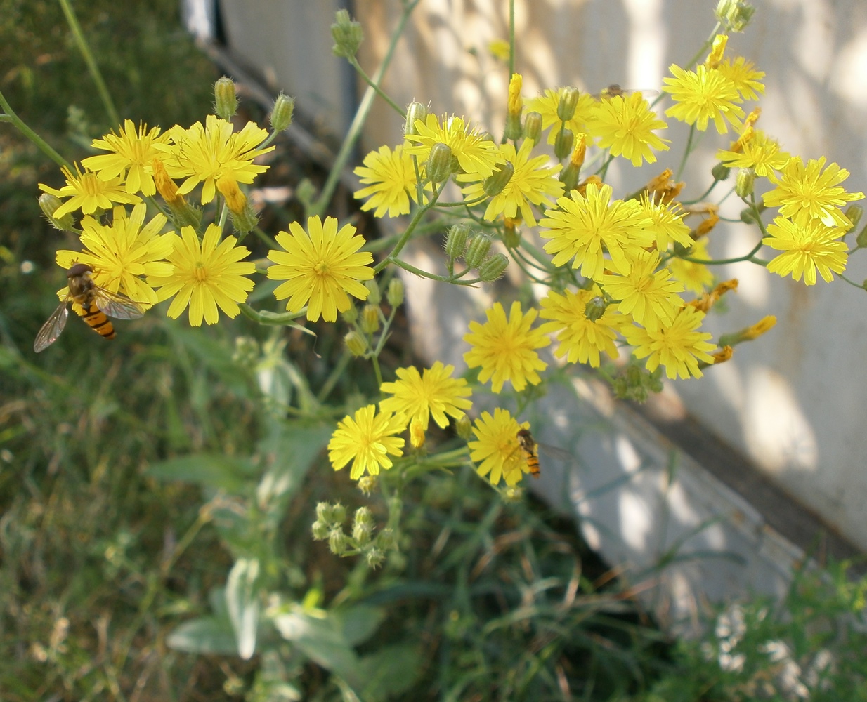 Изображение особи род Crepis.