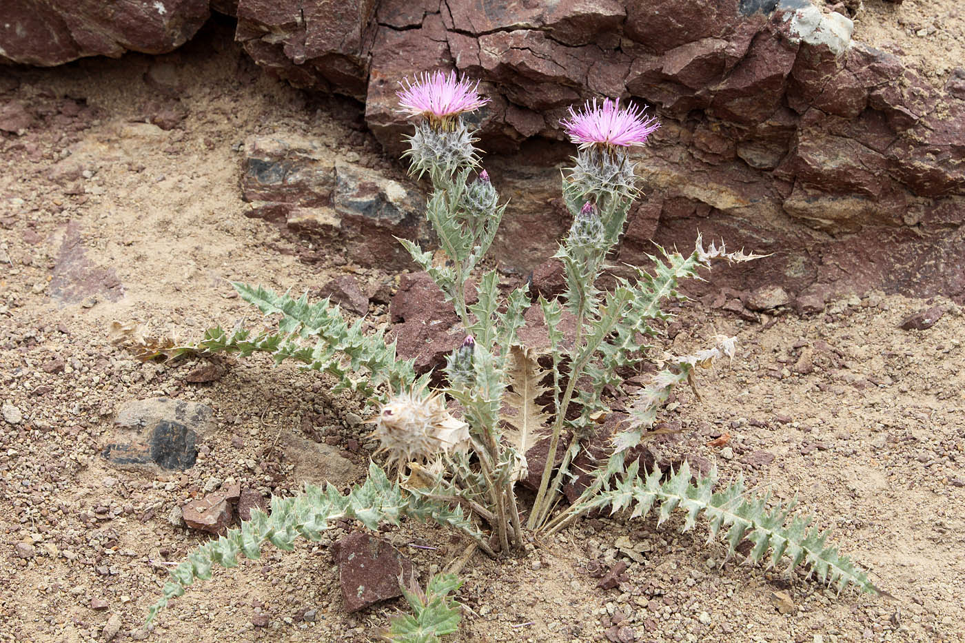 Image of Cousinia tianschanica specimen.