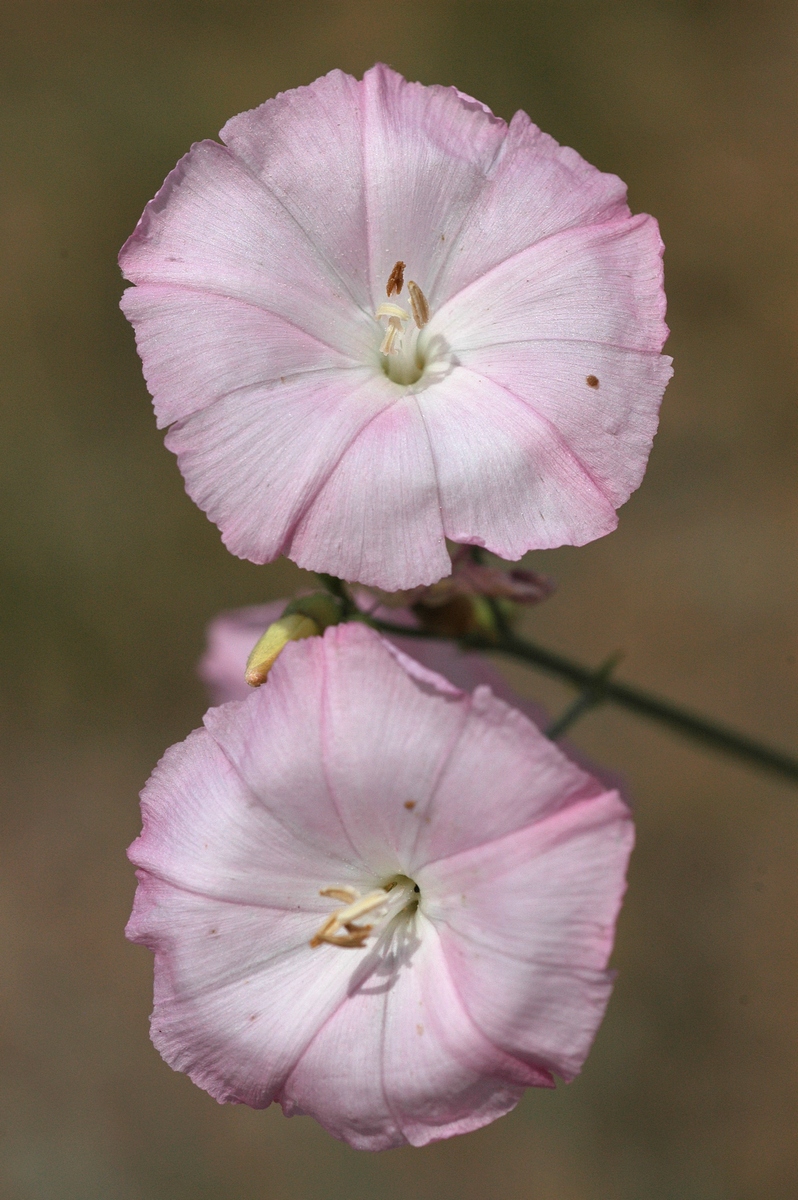 Image of Convolvulus pseudocantabrica specimen.