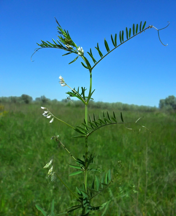 Image of Vicia hirsuta specimen.