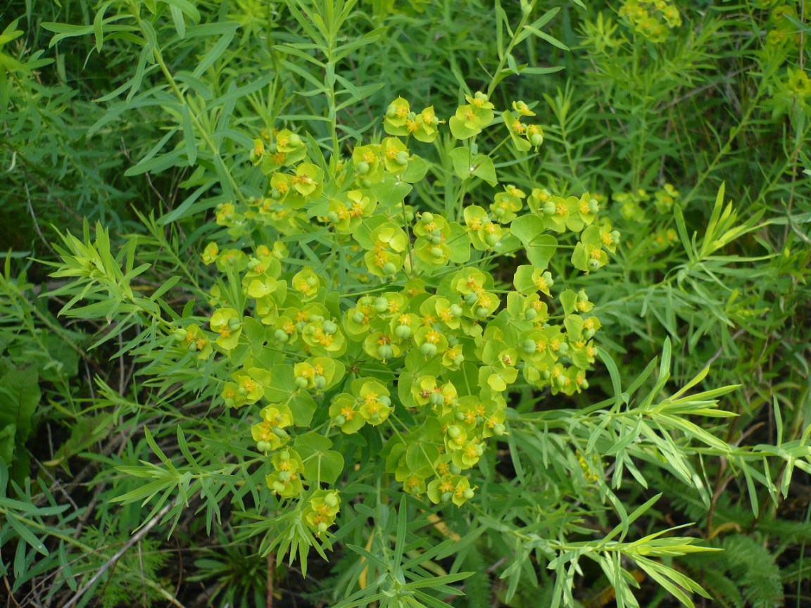 Image of Euphorbia virgata specimen.