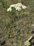 Achillea setacea