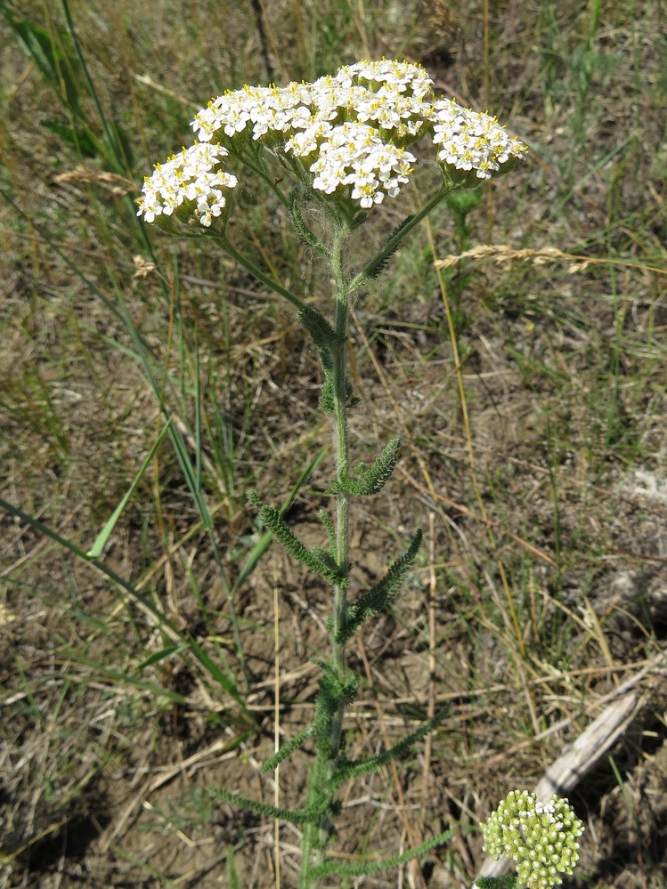 Изображение особи Achillea setacea.