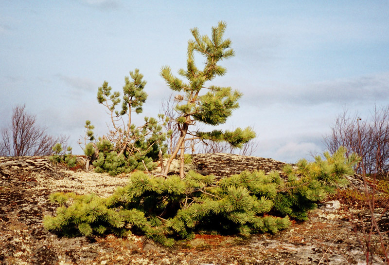 Изображение особи Pinus friesiana.