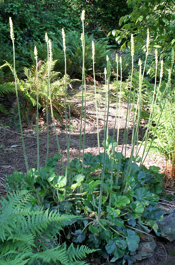 Image of Heuchera cylindrica specimen.